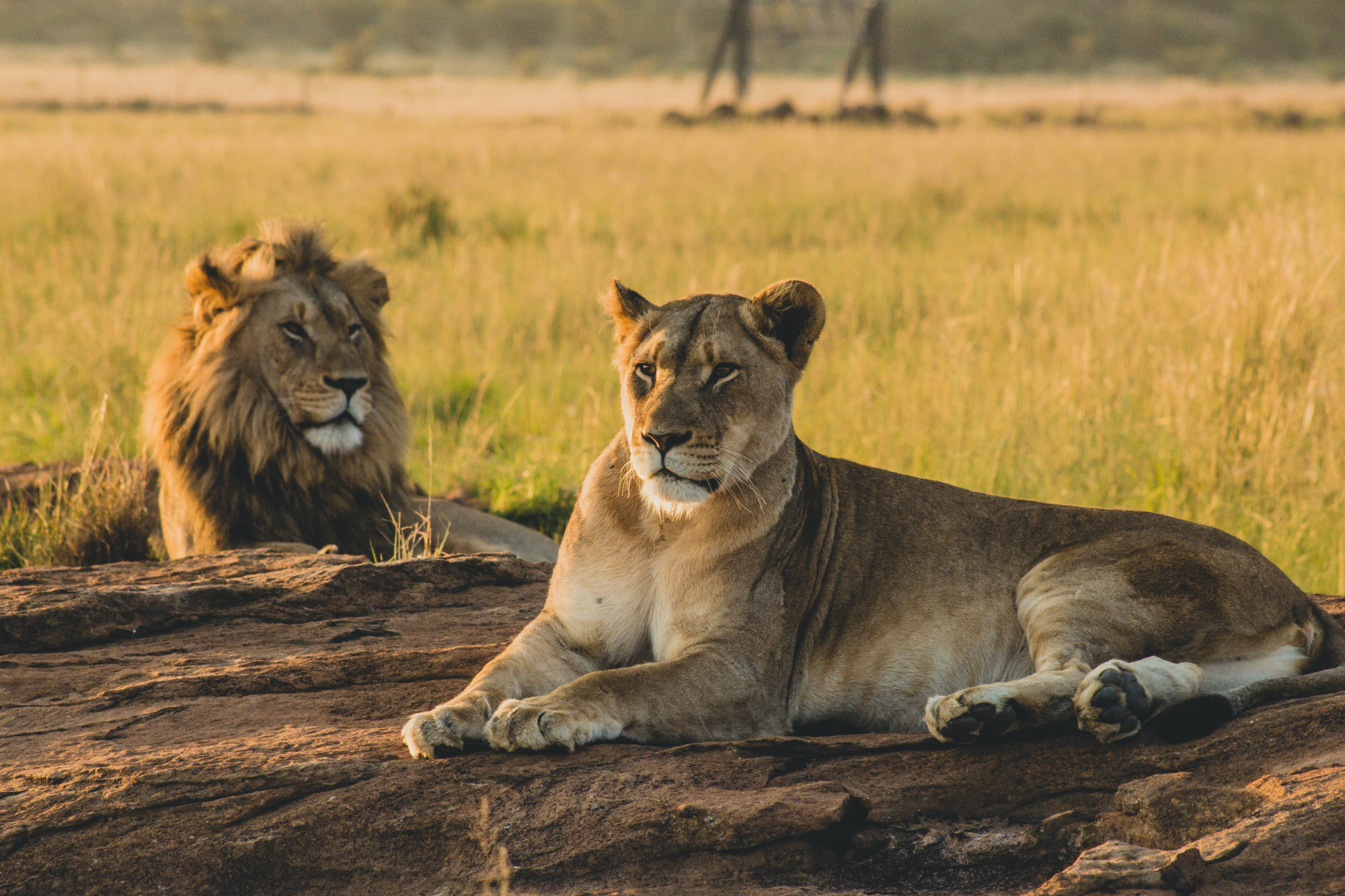 Kenya's Wildlife Safari Vacations